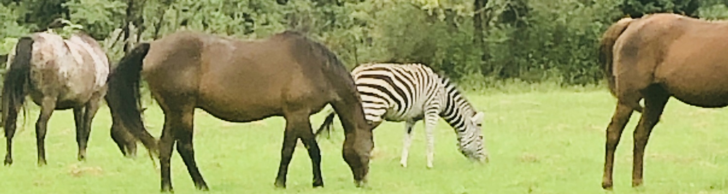 Horses and a Zebra at Dragon Peaks