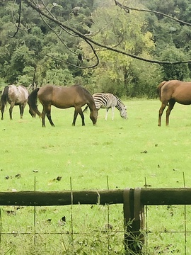 Horses and a Zebra at Dragon Peaks